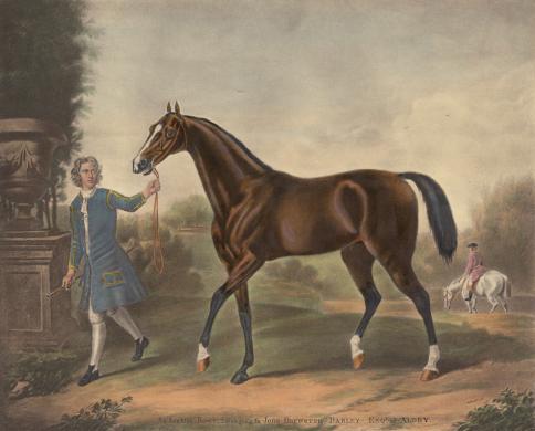 Darley Arab Stallion